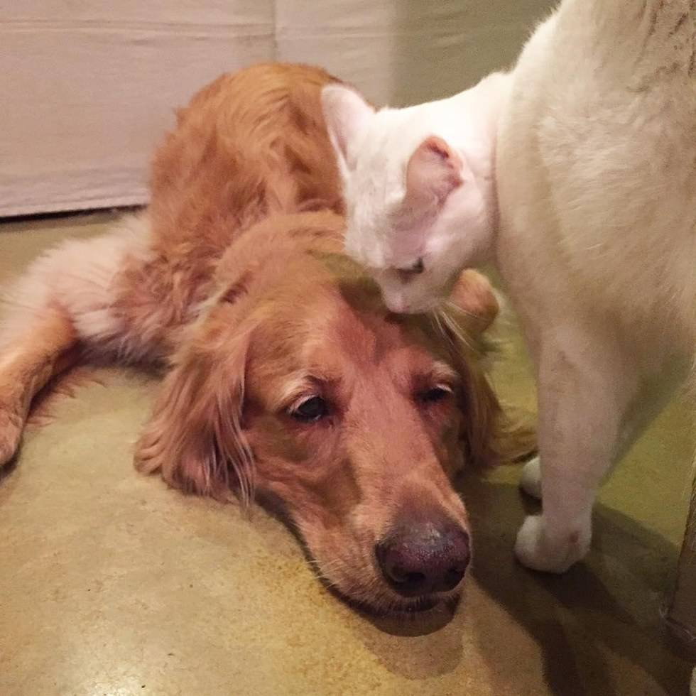 골든 리트리버 아빠 브래디의 고양이 아들 키우기.jpg | 인스티즈