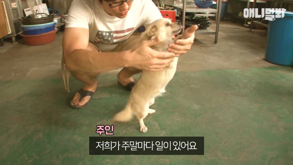 혼자 버스타고 지인 만나러 가는 강아지 상연이.jpg | 인스티즈