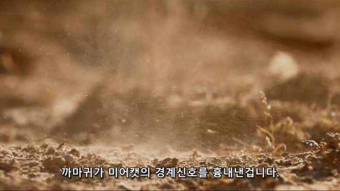 까마귀의 지능에 대한 고찰.jpg | 인스티즈