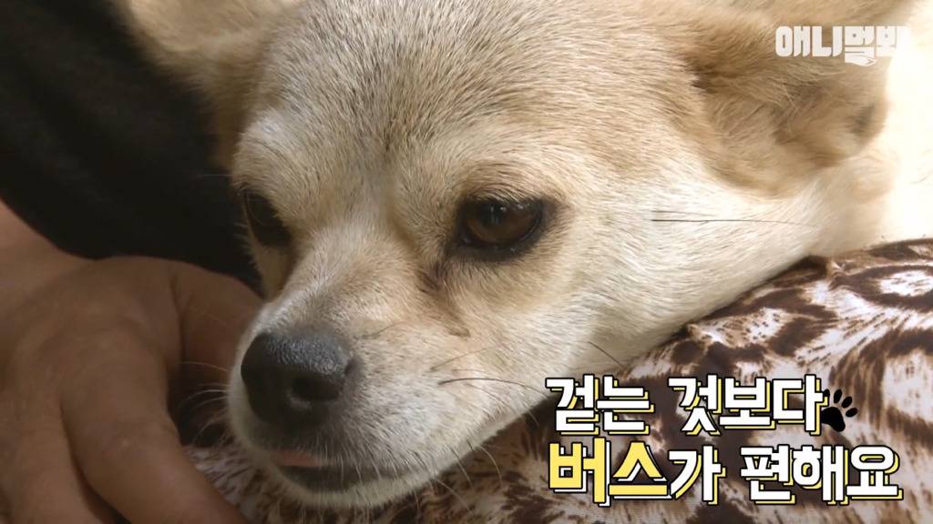 혼자 버스타고 지인 만나러 가는 강아지 상연이.jpg | 인스티즈