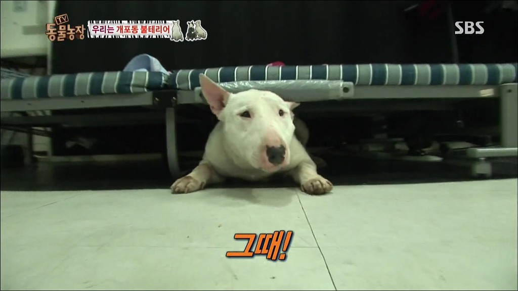 주인이 100프로 노린 개 이름.jpg | 인스티즈