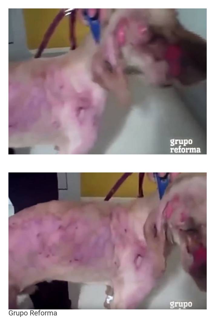 4살 아이를 구한 리트리버 | 인스티즈