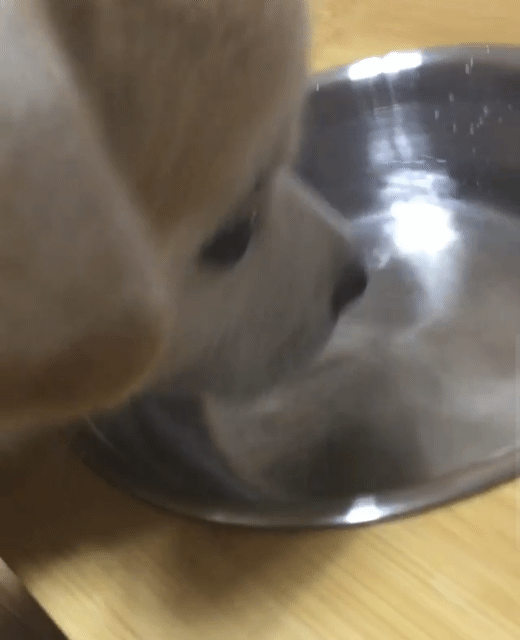 밥먹는 짱절미.gif | 인스티즈