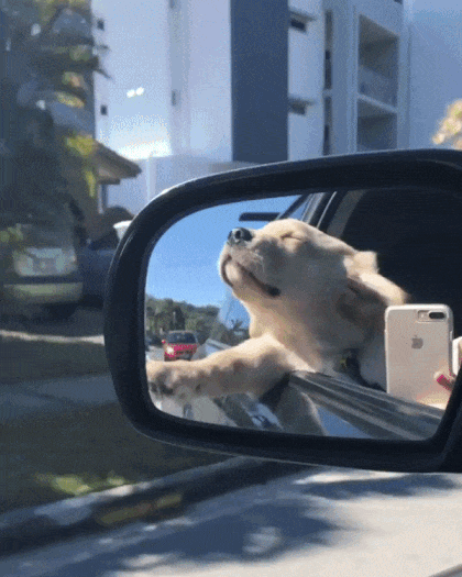 바람을 느끼는 인절미 | 인스티즈