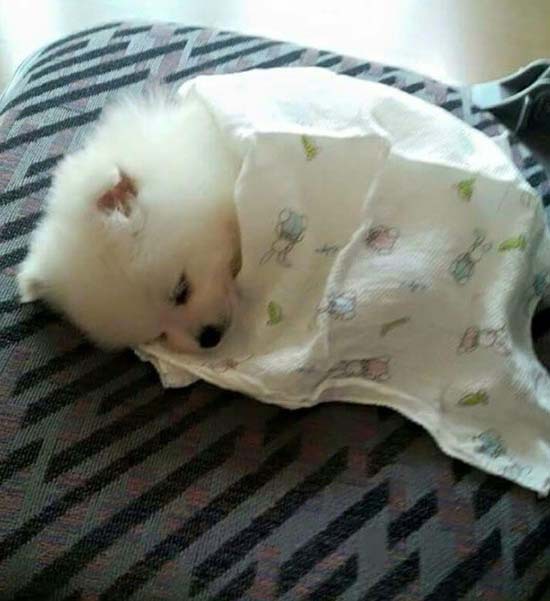 이불 덮고 자는 댕댕이들 | 인스티즈