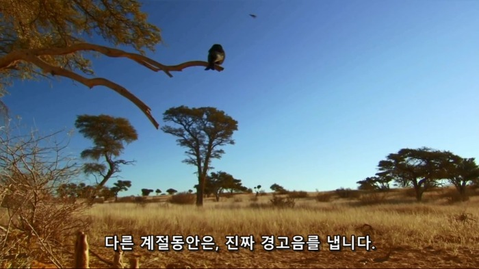 까마귀의 지능에 대한 고찰.jpg | 인스티즈