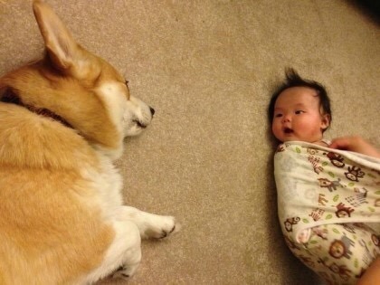 아기를 지키는 멍멍이.jpg | 인스티즈