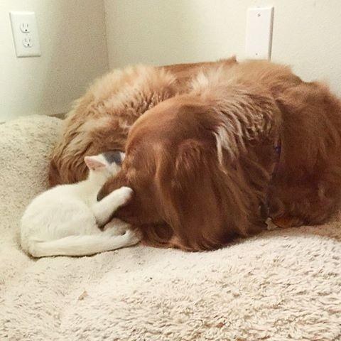 골든 리트리버 아빠 브래디의 고양이 아들 키우기.jpg | 인스티즈