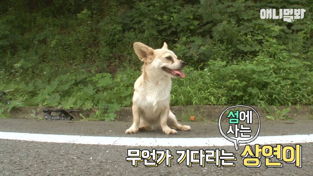 혼자 버스타고 지인 만나러 가는 강아지 상연이.jpg | 인스티즈