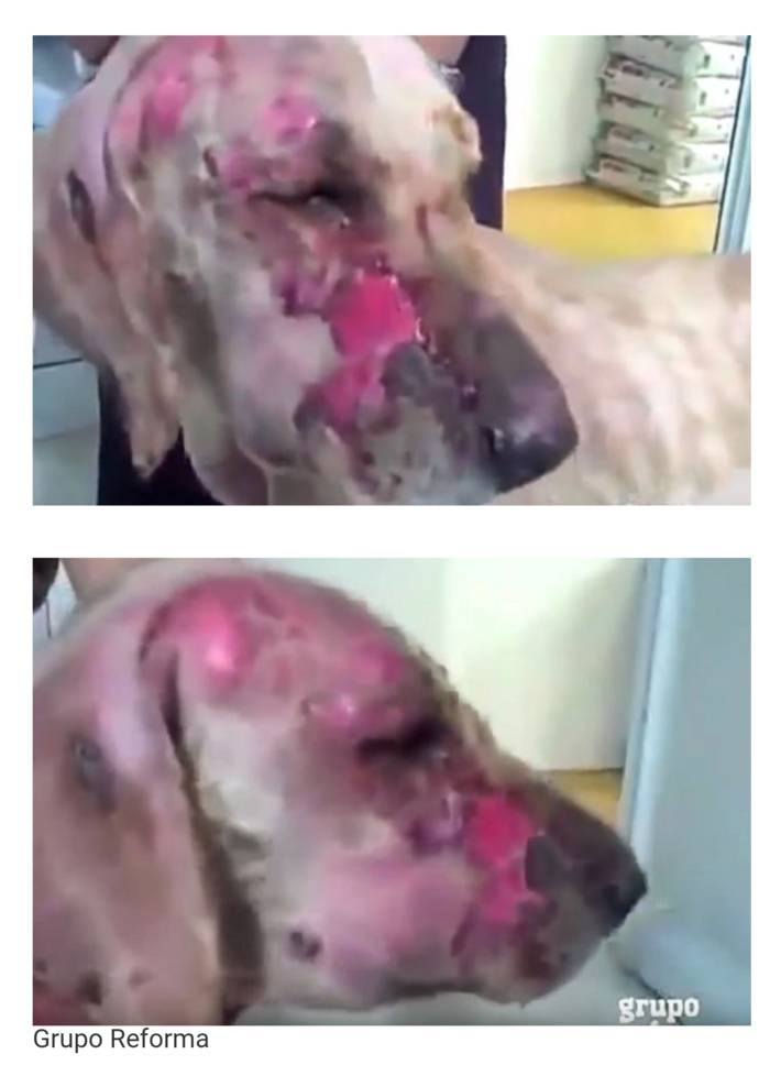 4살 아이를 구한 리트리버 | 인스티즈