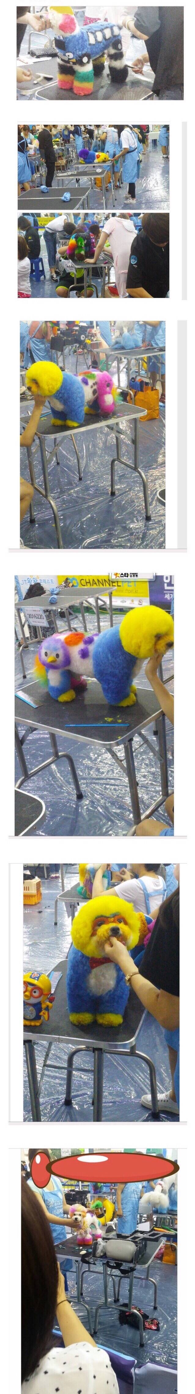 논란 중인 강아지 아트 미용 대회 | 인스티즈