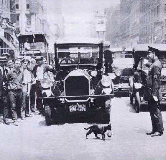 냥이 때문에 멈춘 차들 | 인스티즈