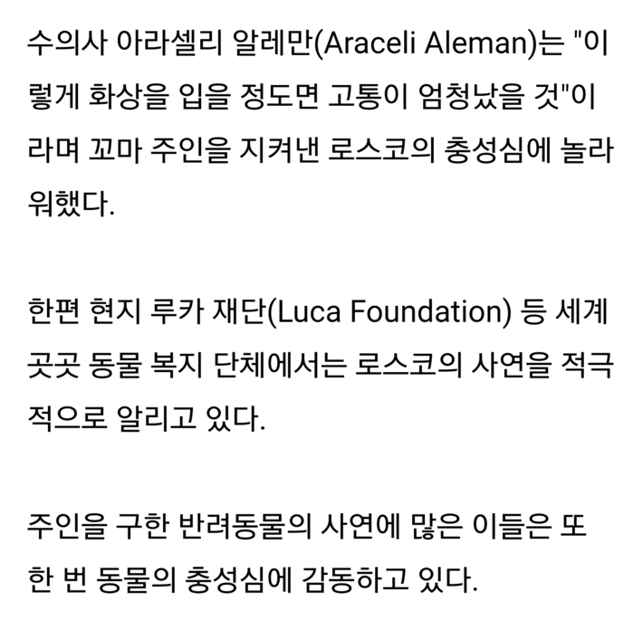 4살 아이를 구한 리트리버 | 인스티즈