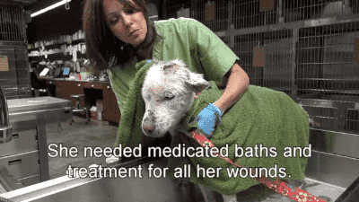 주인에게 버림받은 노숙자 강아지 마일리 | 인스티즈