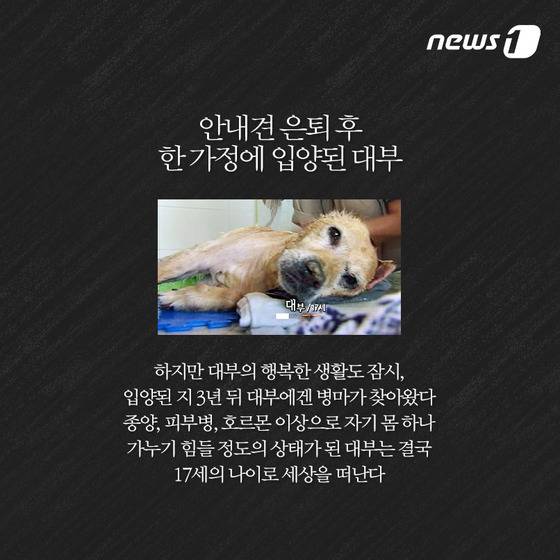 안내견은 스트레스 때문에 오래 못 산다? | 인스티즈