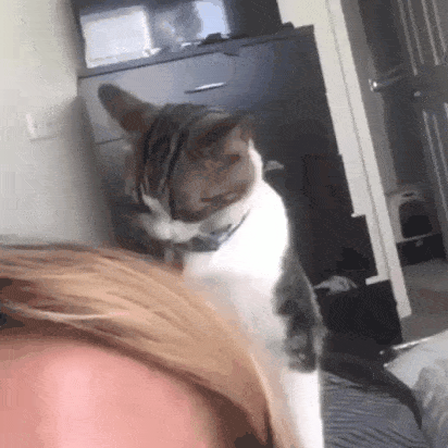 혀가 끼인? 고양이 | 인스티즈