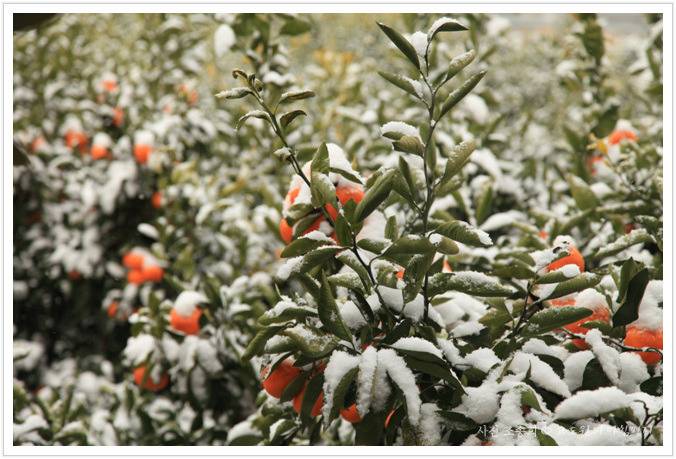 제주도 상황.jpg | 인스티즈