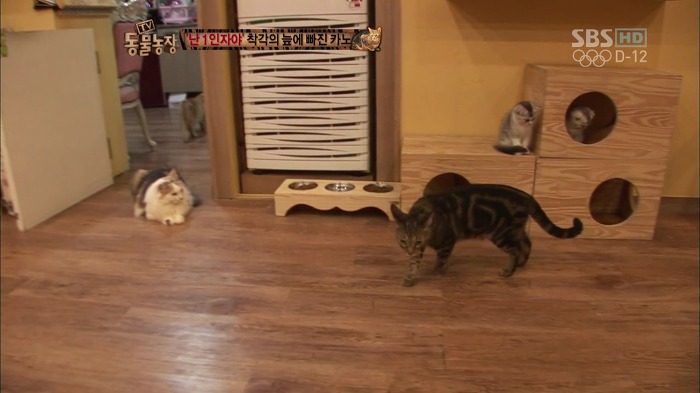 흥미로운 고양이들의 세계 | 인스티즈