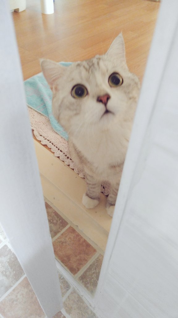 집사 걱정하는 고양이 | 인스티즈