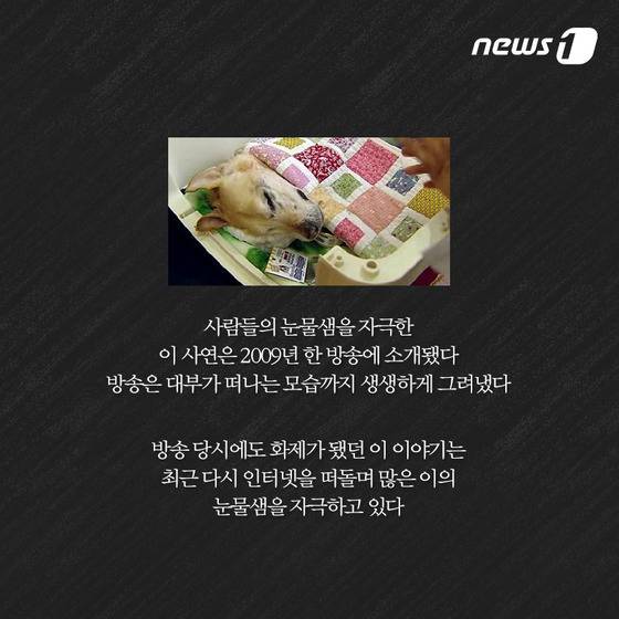 안내견은 스트레스 때문에 오래 못 산다? | 인스티즈