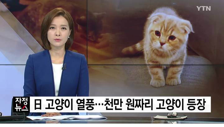 새끼 고양이 천만 원...일본의 고양이 열풍 | 인스티즈