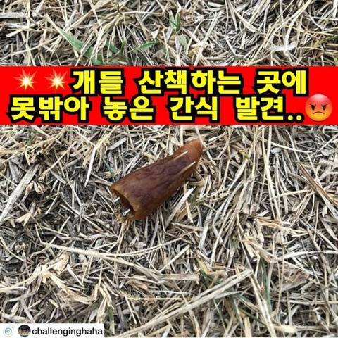 개들이 산책하는 곳에 던져놓은 못박힌 간식 | 인스티즈