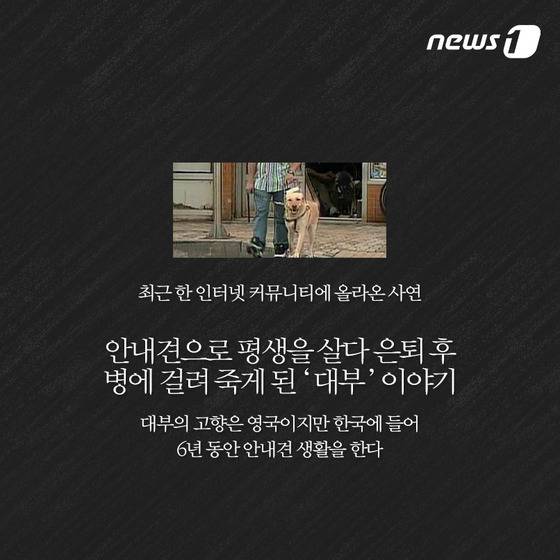 안내견은 스트레스 때문에 오래 못 산다? | 인스티즈