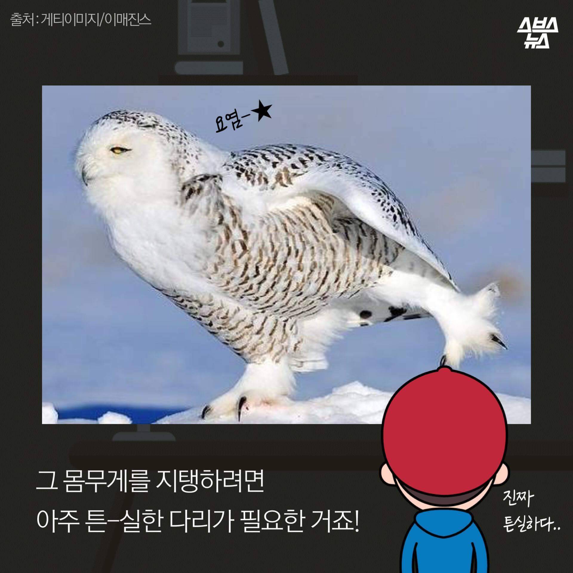 숏하지 않다고 말해부엉 | 인스티즈