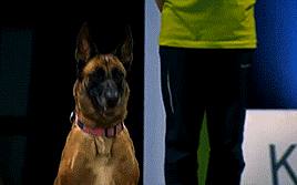 골든 리트리버의 위엄 | 인스티즈