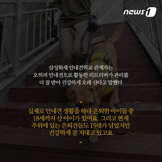 안내견은 스트레스 때문에 오래 못 산다? | 인스티즈