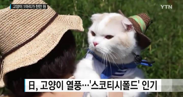 새끼 고양이 천만 원...일본의 고양이 열풍 | 인스티즈