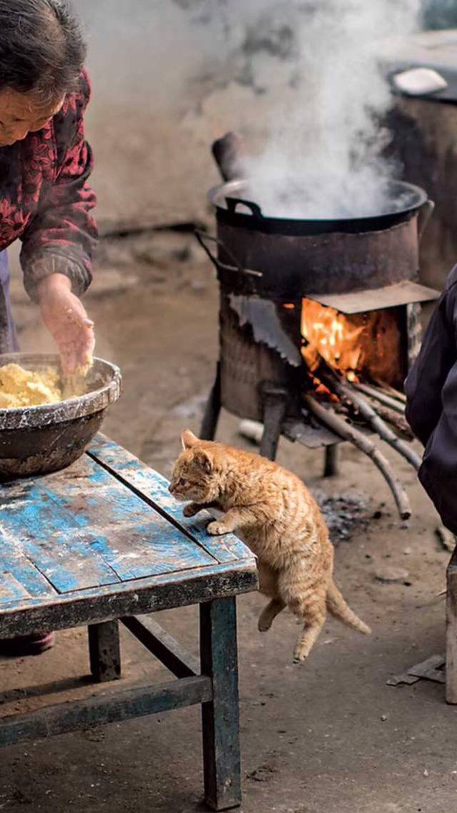 점프하는 고양이 | 인스티즈