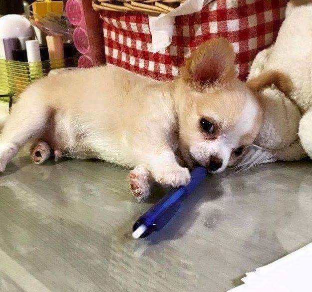 애완견 키우는 사람들이 공부 못하는 이유 | 인스티즈