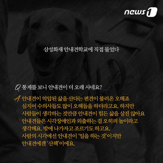 안내견은 스트레스 때문에 오래 못 산다? | 인스티즈