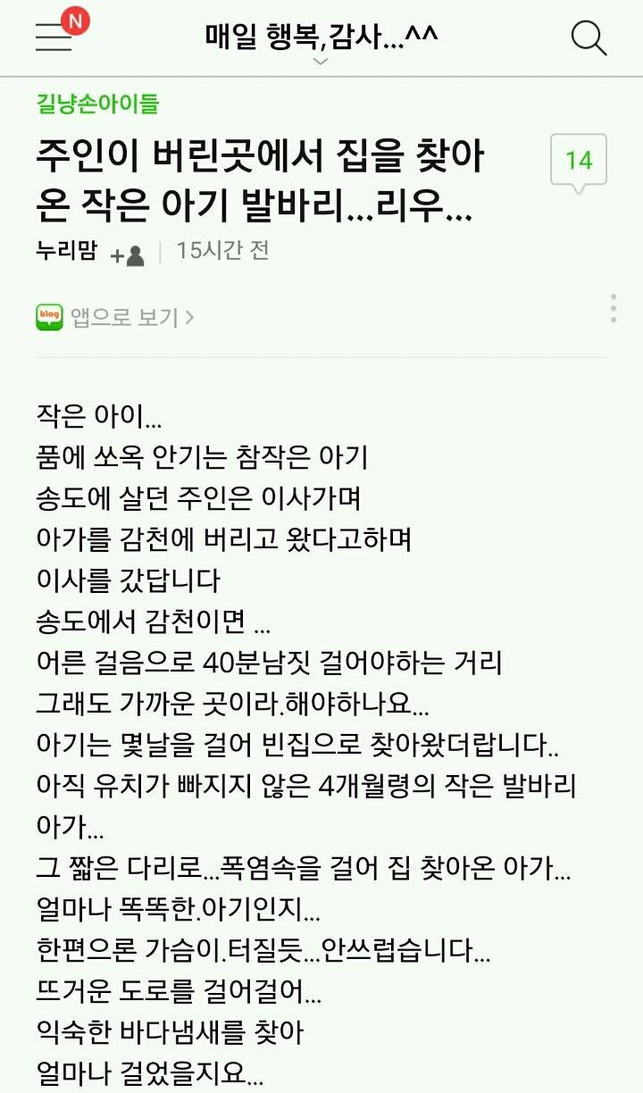 주인이 버리고 가자 며칠동안 걸어서 집을 찾아간 강아지.twt | 인스티즈