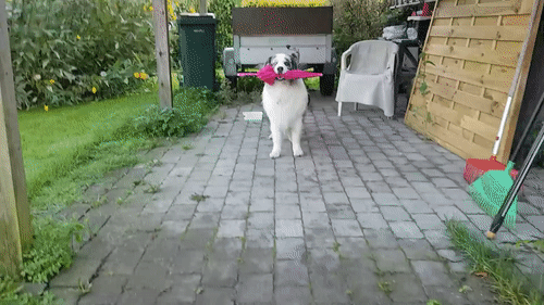 산책나가자고?? | 인스티즈