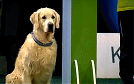 골든 리트리버의 위엄 | 인스티즈