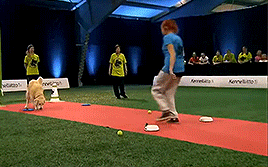 골든 리트리버의 위엄 | 인스티즈