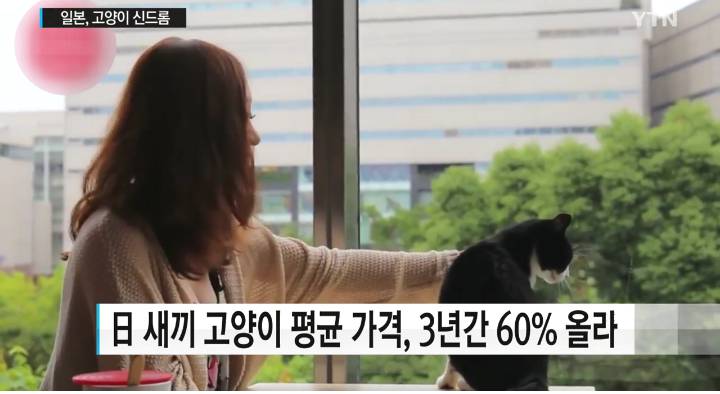 새끼 고양이 천만 원...일본의 고양이 열풍 | 인스티즈