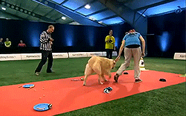 골든 리트리버의 위엄 | 인스티즈