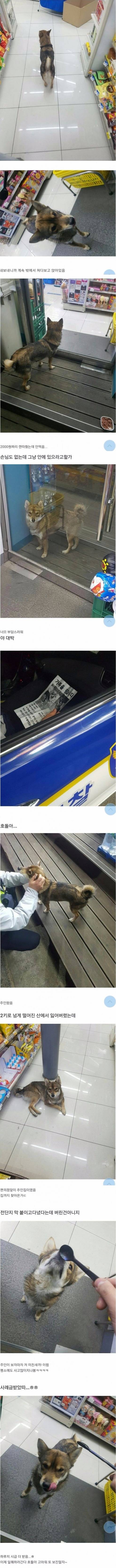 편의점에 놀러온 댕댕이 | 인스티즈