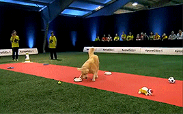 골든 리트리버의 위엄 | 인스티즈