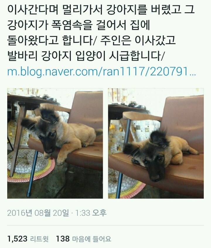 주인이 버리고 가자 며칠동안 걸어서 집을 찾아간 강아지.twt | 인스티즈