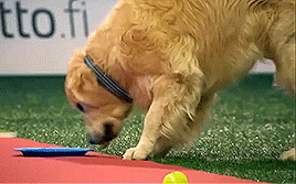 골든 리트리버의 위엄 | 인스티즈