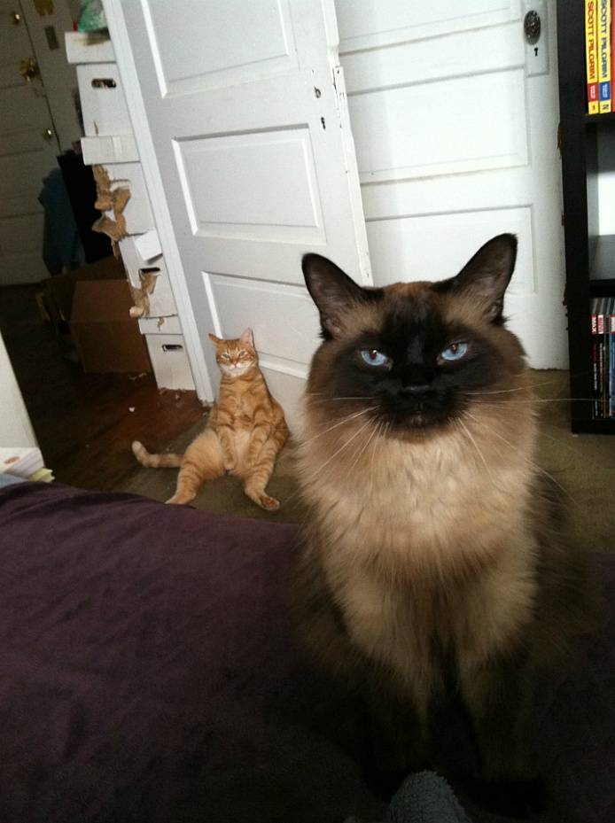 감시당하는 기분이다냥 | 인스티즈