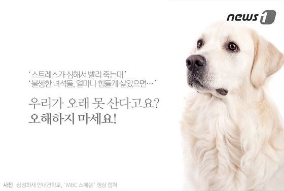 안내견은 스트레스 때문에 오래 못 산다? | 인스티즈