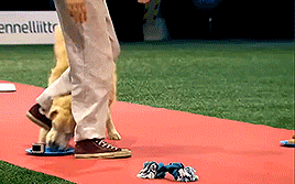 골든 리트리버의 위엄 | 인스티즈