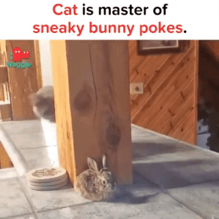 토끼를 처음 본 고양이 ggif | 인스티즈