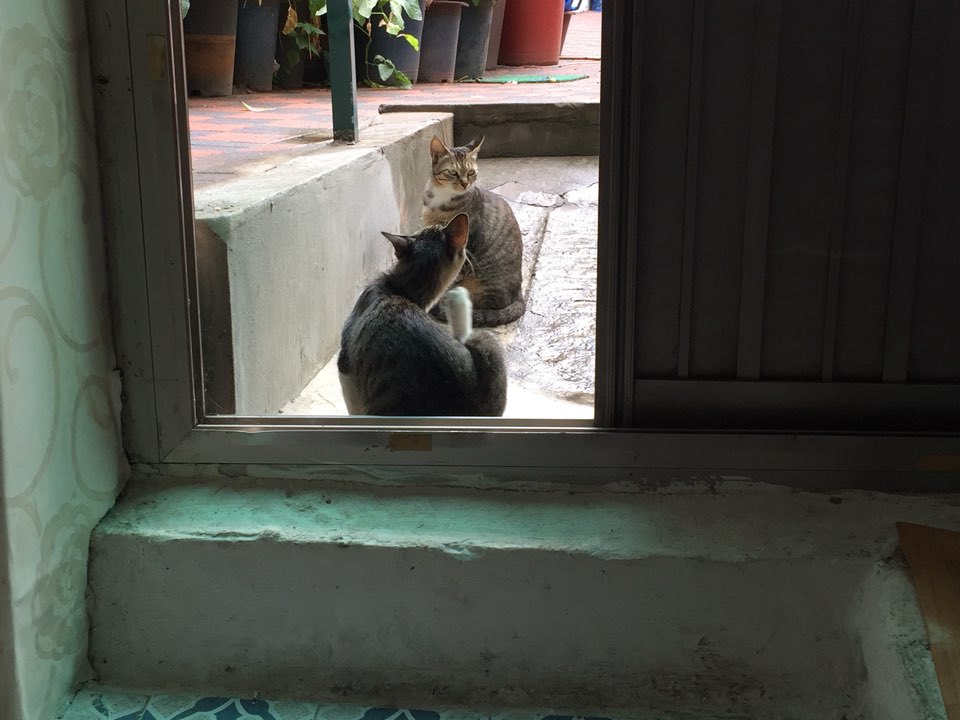 내 고양이 아님..... | 인스티즈