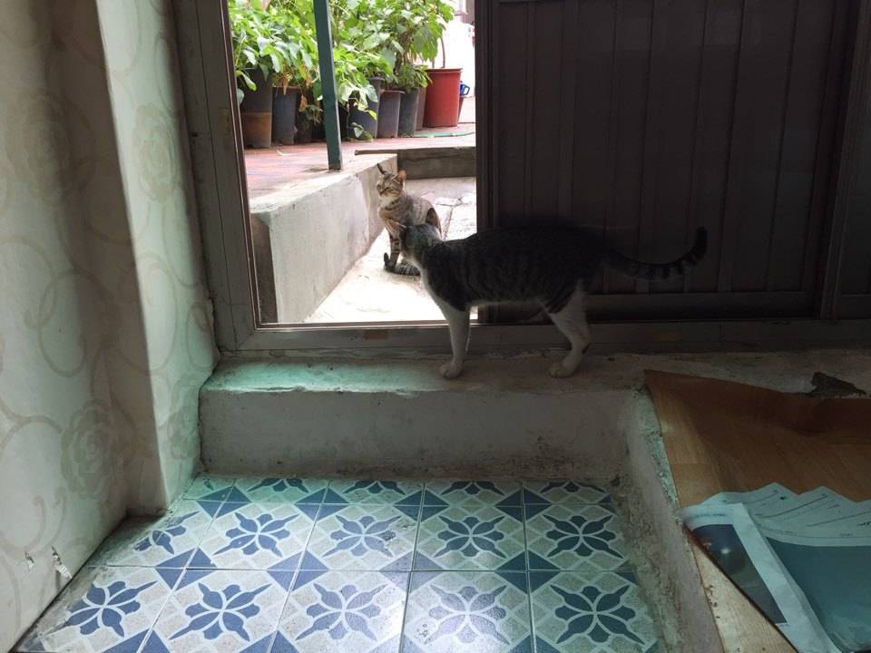 내 고양이 아님..... | 인스티즈